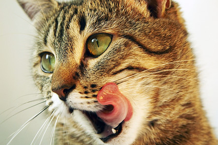 Cat licking its mouth.