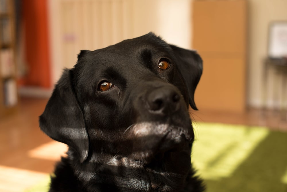 Dog looking in the sun with head tilted