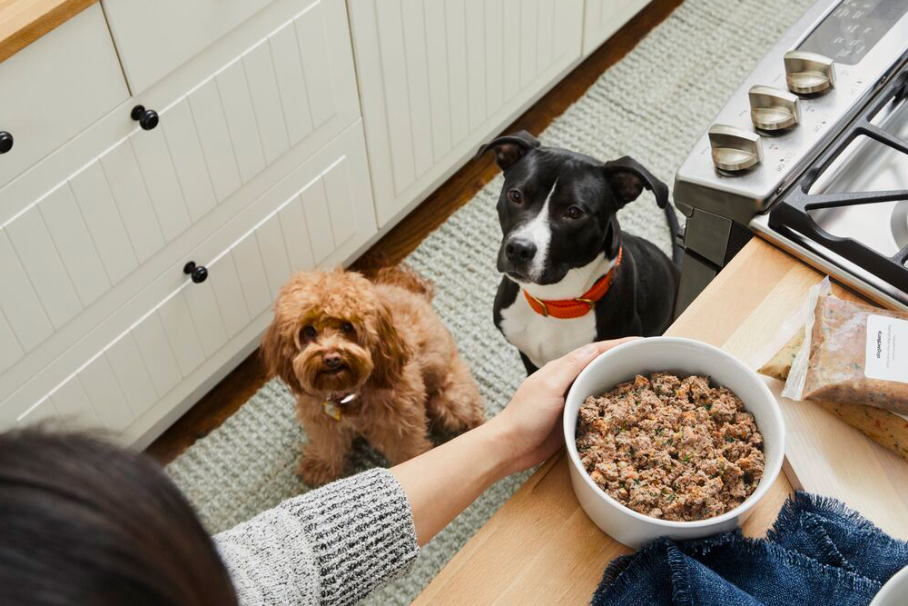 two dogs sitting patiently waiting for bowl of The Farmer's Dog food