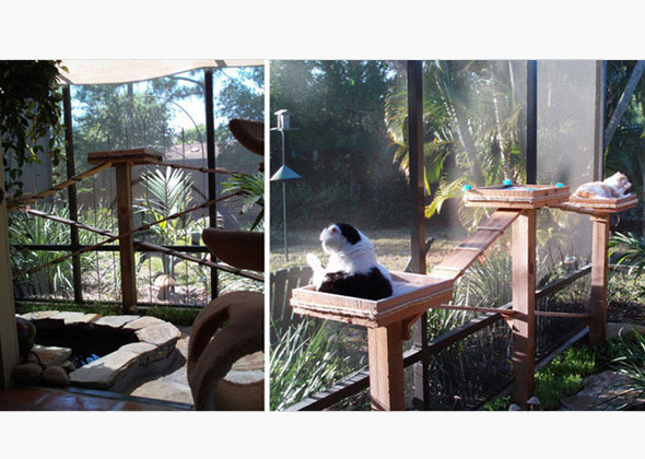 A Scottish Fold Hideaway in Florida