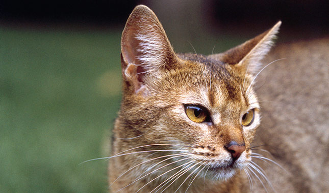 Abyssinian Cat Breed