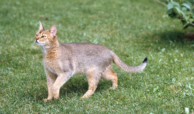 Abyssinian Cat Breed