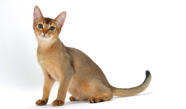 Abyssinian Cat Breed