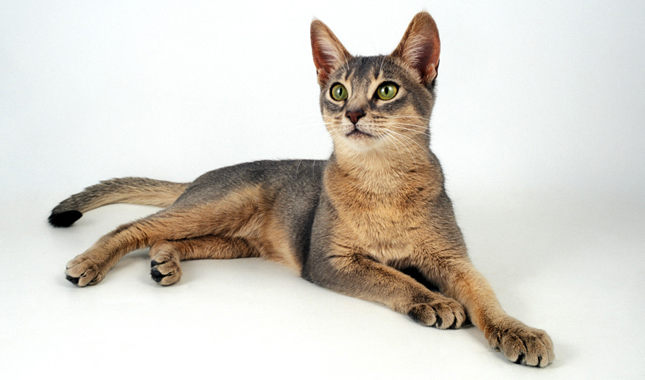 Blue Abyssinian Laying Down