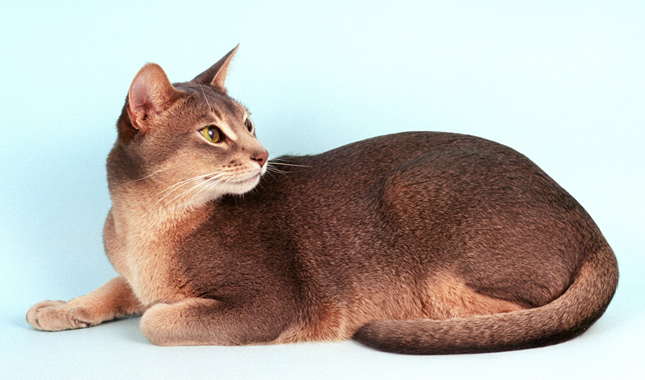 Blue Abyssinian Cat