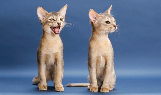 Two Abyssinian Cats on Blue Background