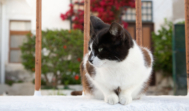 Close up of Aegean cat breed on a windowsill