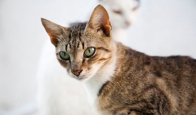 Close up of Aegean cat breed