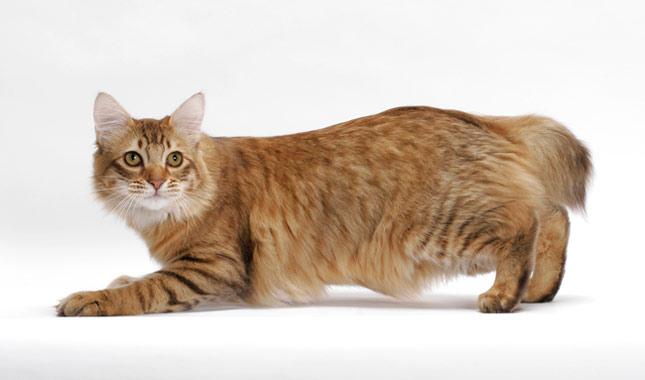 American Bobtail cat