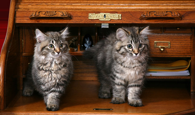 American Bobtail kittens