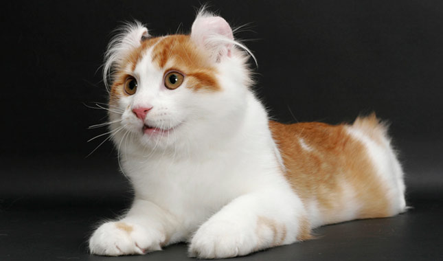 American Curl cat