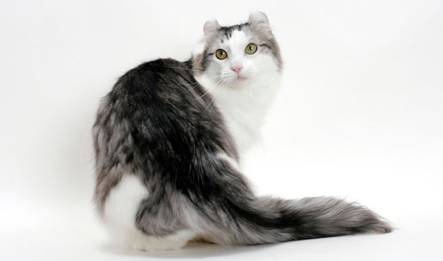 American Curl cat