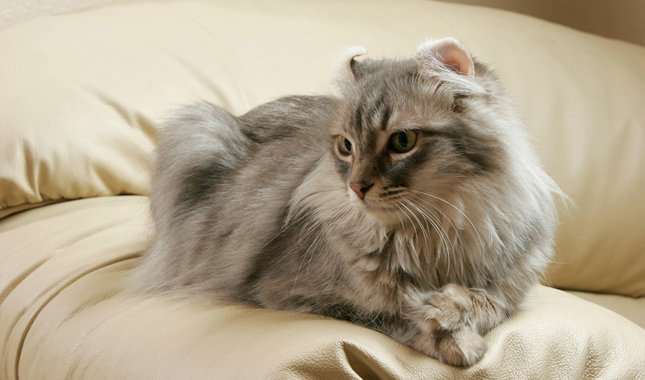 American Curl