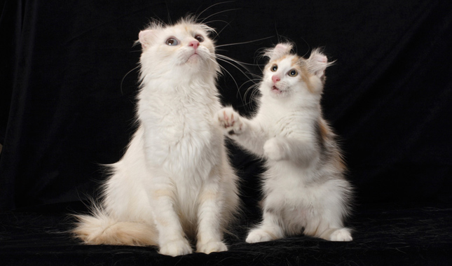 American Curl Cat and Kitten