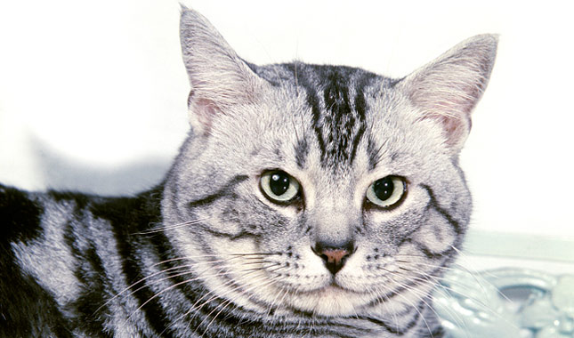 American Shorthair cat