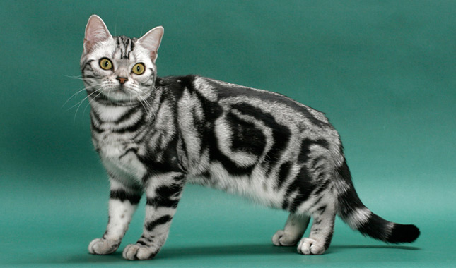 American Shorthair cat