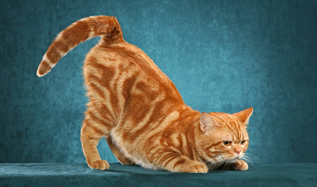 American Shorthair orange cat playing