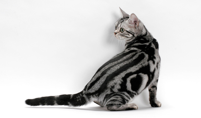 American Shorthair cat white background