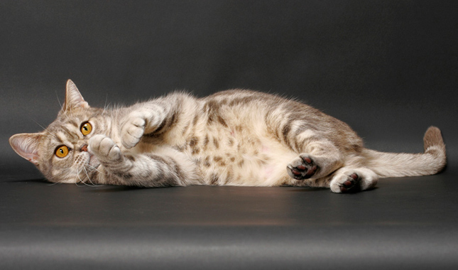 American Shorthair Laying on Side