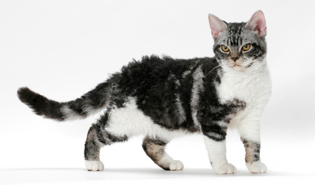 American Wirehair cat