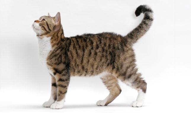 American Wirehair cat