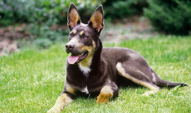 Australian Kelpie