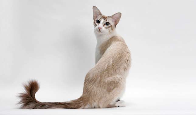 Balinese cat