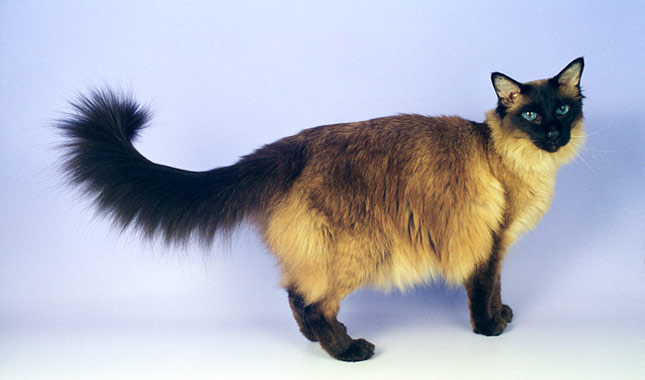 Balinese cat