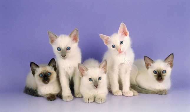 Balinese kittens