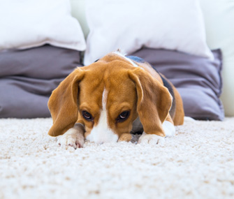 Why Does My Dog… Dig in the Carpet?