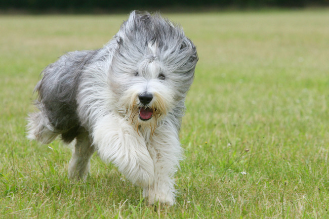 Bearded Collie