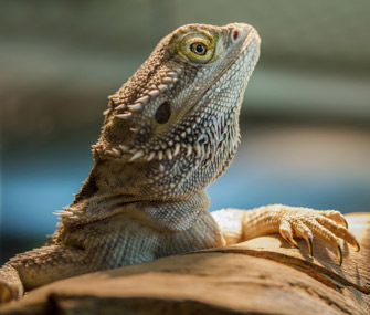 Bearded dragon portrait