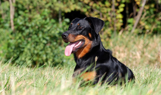 Beauceron