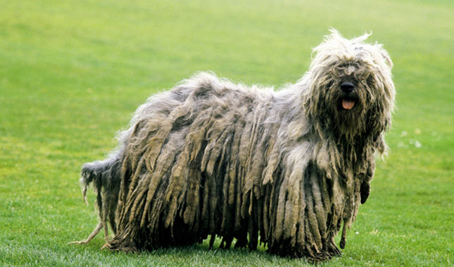 Bergamasco