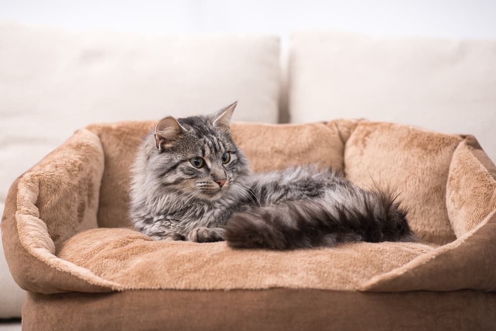 Cat in cat bed cozy