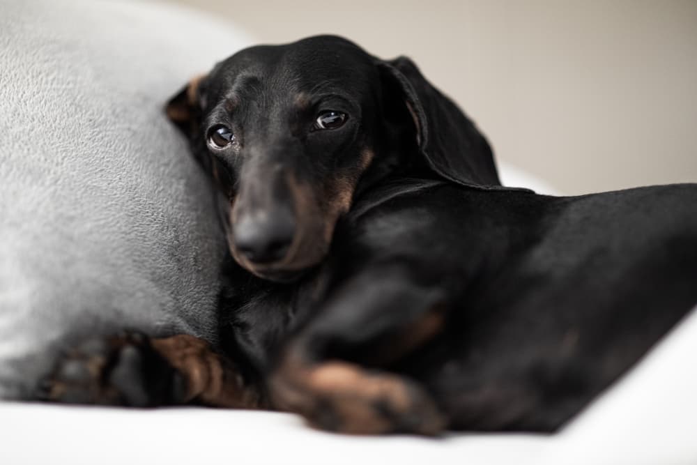 Dog snuggled feeling sick and may need dog thermometers
