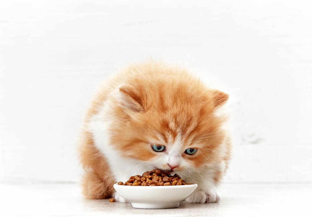 Cute cat looks at bowl of food to eat