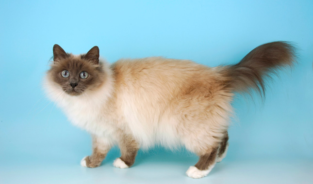 Birman cat