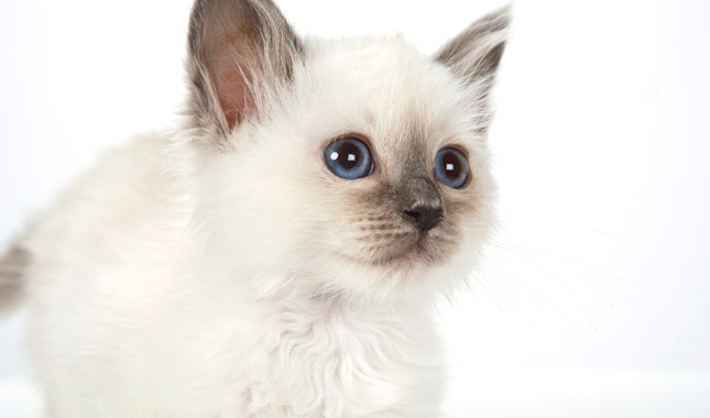 Birman kitten