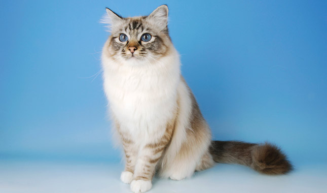 Birman cat