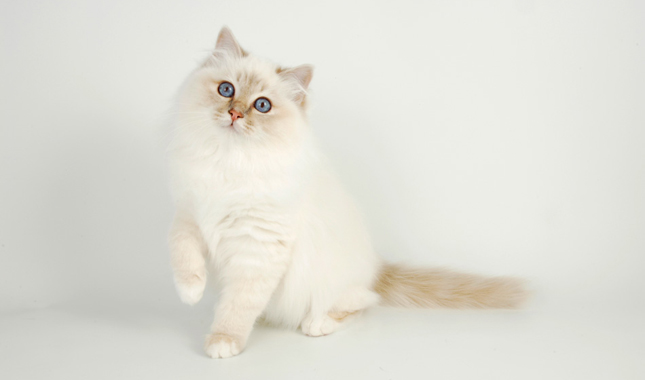 Birman