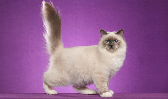 Birman Side View