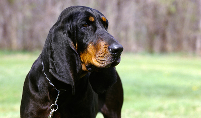 Black and Tan Coonhound