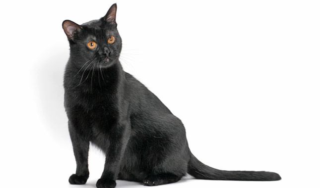 Bombay cat