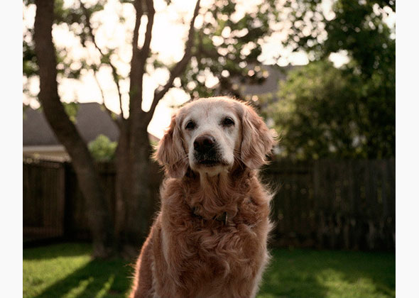 Retrieved: A New Book Featuring 9/11 Search and Rescue Dogs