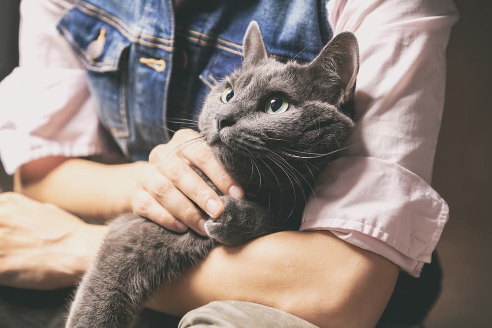 Cat being held by owner and being pet and calmed down