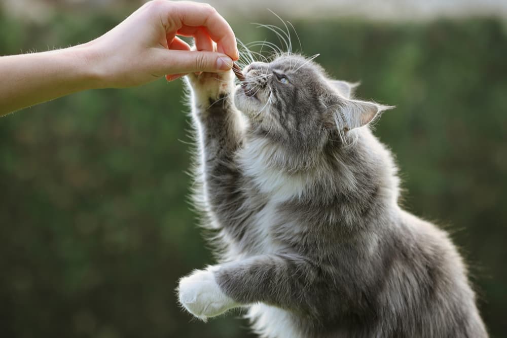 Calming Cat Treats: 7 to Help Your Anxious Feline