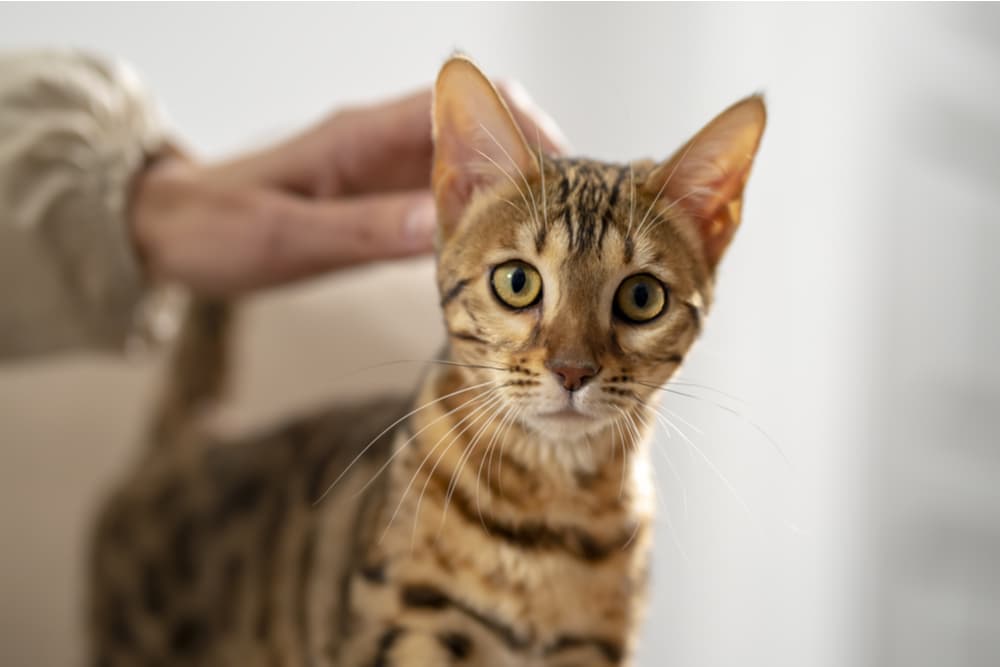 Cat looking to owner because of anxiety needs a calming cat treat