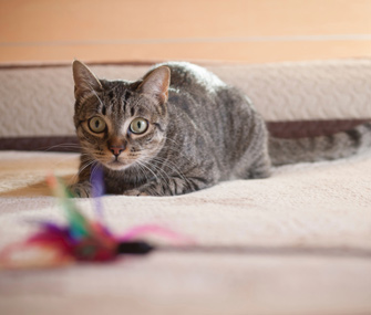 Cat Training A-to-Z: Brief Glossary of Terms