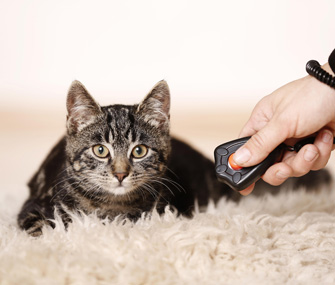 Training Your Cat: Clicker Training vs. Lure-Based Training